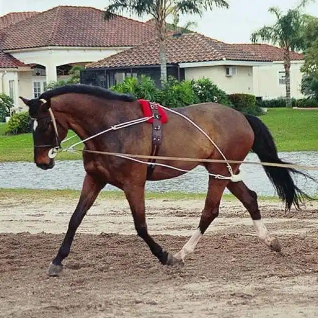 Pessoa Lunging System